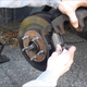 Illustration for article titled Brake pads and shoes crowdsourcing